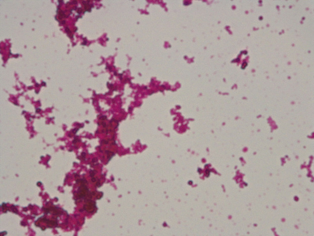 Coccus Slides - Coccus 09 1000X